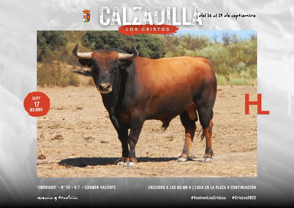 GALERÍA: Estos son los toros que saldrán en las fiestas de Los Cristos de Calzadilla