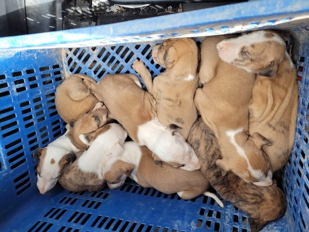 Consiguen rescatar a 9 cachorros de galgos abandonados a la intemperie en Cáceres
