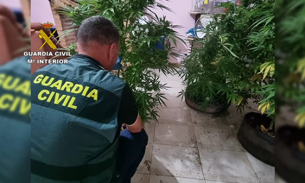 Dos detenidos y 6 investigados por cultivar marihuana y elaborar droga en la provincia de Cáceres