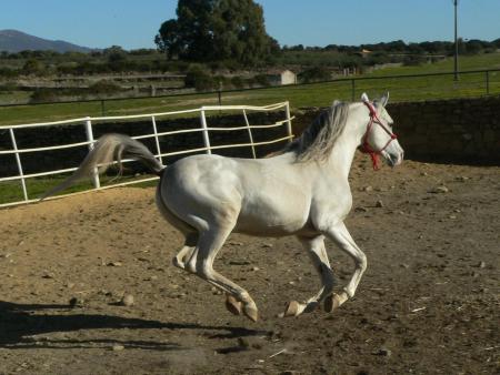Estas son las ayudas que hay en Extremadura para la cría, selección y doma de caballos de silla