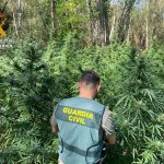 Desmantelada una plantación de marihuana con 300 plantas y trampas para impedir el acceso