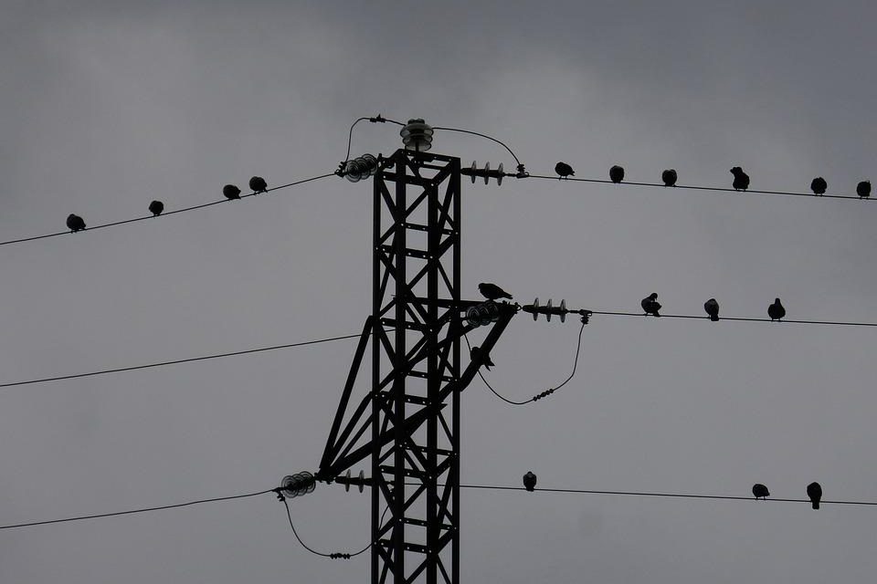 Extremadura recibe 132 solicitudes de ayuda para adaptar de líneas eléctricas peligrosas para las aves