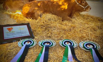La ganadería de limusina Hermanos Ruano de Talayuela logra varios premios en la Feria de Zafra