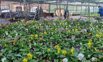 La Diputación de Cáceres entrega plantas ornamentales de temporada a 137 ayuntamientos
