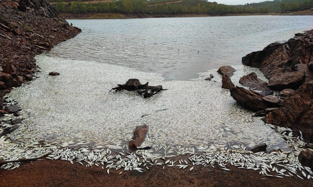 CHG retira más de dos toneladas de peces muertos en la presa de Villar del Rey