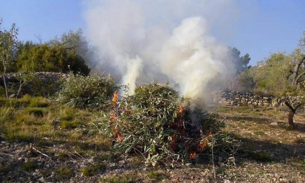 Prohibido quemar restos de poda sin autorización de la Junta y sin un informe fitosanitario de un asesor