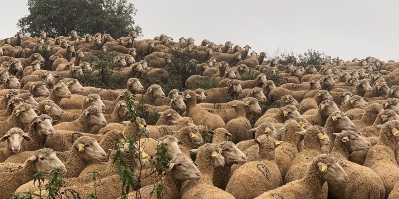 Un rebaño de 3.000 ovejas merinas recorrerán Medellín para rememorar la trashumancia