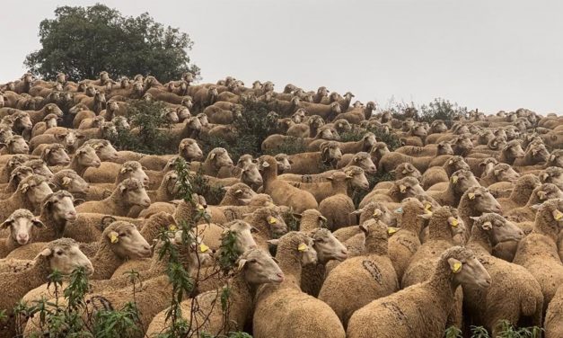 Un rebaño de 3.000 ovejas merinas recorrerán Medellín para rememorar la trashumancia