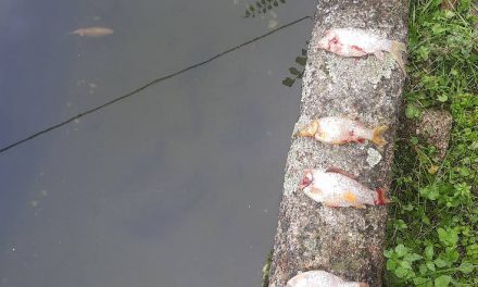 Piden colaboración para esclarecer la aparición de peces muertos en un pilón de Eljas