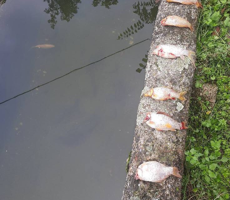 Piden colaboración para esclarecer la aparición de peces muertos en un pilón de Eljas