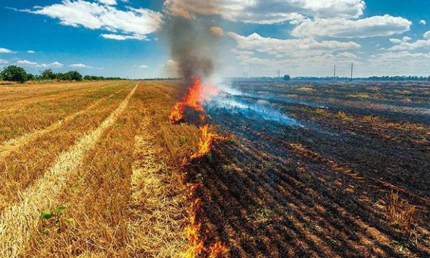 ¿Por qué en Castilla La Mancha se pueden quemar los restos de cosecha afectados por hongos y en Extremadura no?