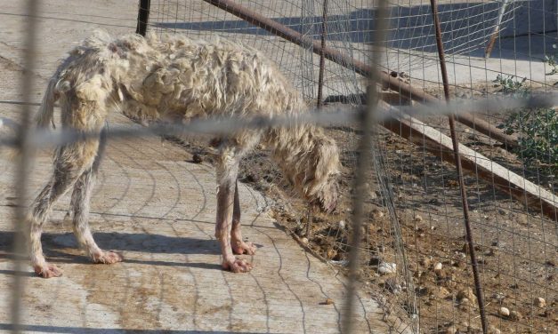 Galgos del Sur denuncia por maltrato animal tres rehalas de perros de caza en Herrera del Duque
