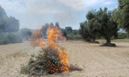 UPA pide a la Junta que no exija un informe fitosanitario para poder quemar restos de poda