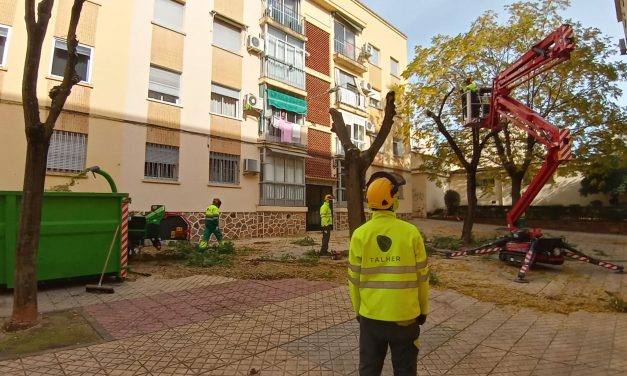 El Ayuntamiento de Cáceres lleva a cabo la campaña de poda que se prolongará hasta el mes de marzo