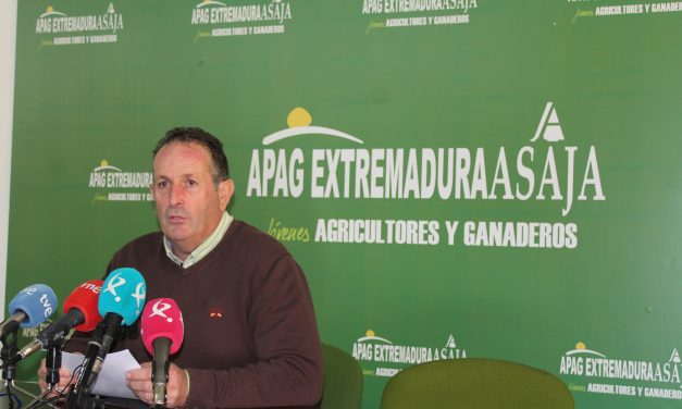 APAG Extremadura anuncia una reducción del 80% este año en la producción de aceituna para aceite