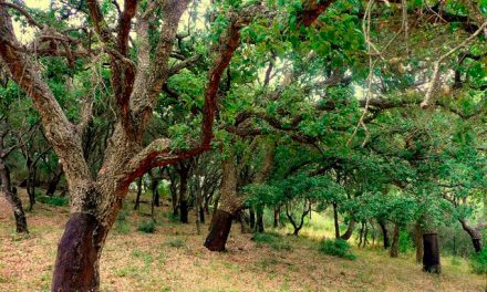 Una guía orienta a propietarios y técnicos forestales en la gestión de alcornocales
