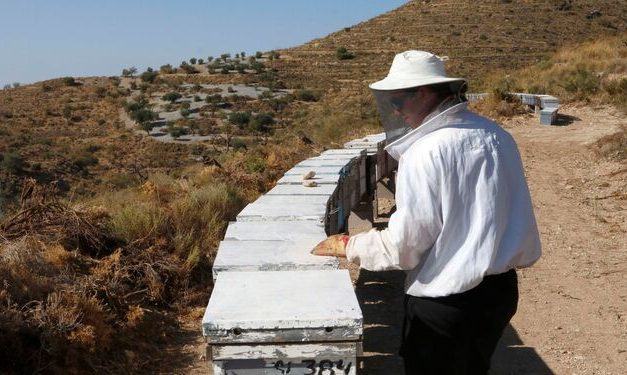 La crisis golpea al sector apícola extremeño que arrastra varios años de malos resultados