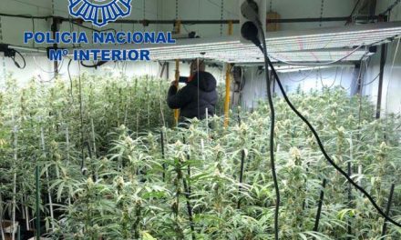 Dos detenidos en una operación que logar desmantelar una plantación de marihuana con 722 plantas