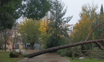 Las caídas de árboles obligan a cerrar al público el Parque del Príncipe de Cáceres
