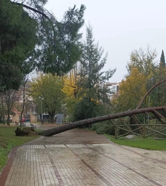 Las caídas de árboles obligan a cerrar al público el Parque del Príncipe de Cáceres
