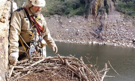 Construyen un nido de águila imperial en Montemolín para recuperar una pareja y 13 plataformas para buitres en Monfragüe