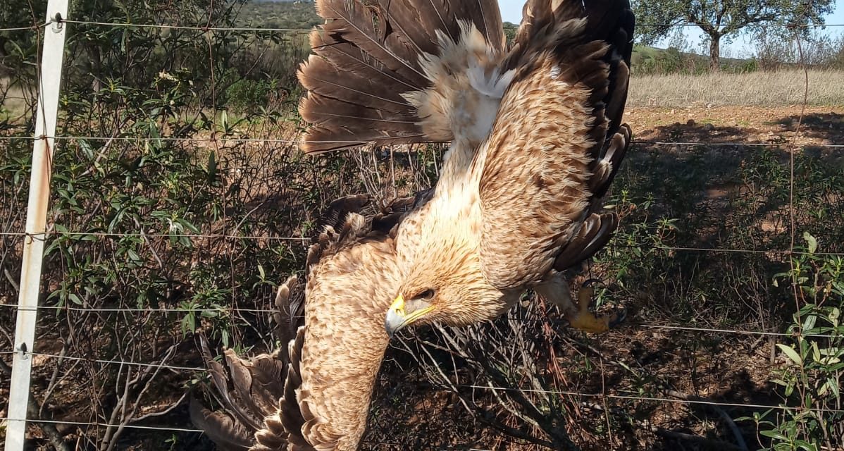 La rápida intervención de tres cazadores permite salvar un águila imperial, especie en vías de extinción