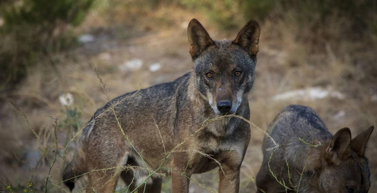 Extremadura invertirá más de 84.000 para avanzar en la conservación del lobo y la seguridad de las ganaderías