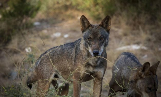 Extremadura invertirá más de 84.000 para avanzar en la conservación del lobo y la seguridad de las ganaderías