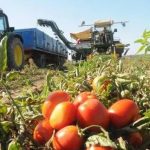UPA-UCE denuncia que el seguro agrario se ha encarecido un 121% para los productores de tomate