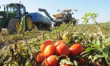 UPA-UCE denuncia que el seguro agrario se ha encarecido un 121% para los productores de tomate
