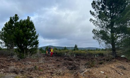 La Junta firma un contrato para aprovechar la madera de pino en parte de Sierra de Gata
