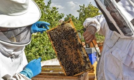 Extremadura no tendrá cosecha de miel esta primavera por la fuerte sequía que azota la región