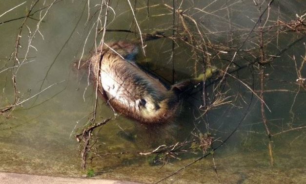 La Plataforma Stop Ahogamientos denuncia la muerte de animales en los canales de riego de El Borbollón