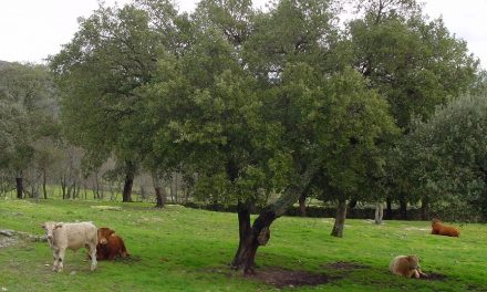 Extremadura otorga ayudas para que que haya vacas nodrizas en la explotaciones ganaderas