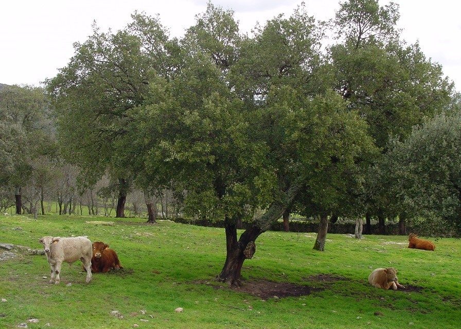 Extremadura otorga ayudas para que que haya vacas nodrizas en la explotaciones ganaderas