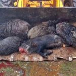 Investigado por la Guardia Civil por matar a una veintena de jabalíes, ciervos y muflones