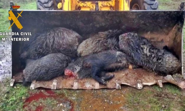 Investigado por la Guardia Civil por matar a una veintena de jabalíes, ciervos y muflones