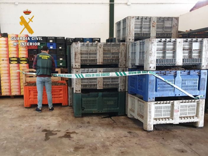 La Guardia Civil consigue recuperar 22.300 kilos de aceitunas robadas en Extremadura