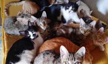 Piden ayuda urgente para controlar una colonia de más de 160 gatos en un pueblo extremeño