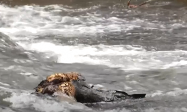 Aparece flotando en el Río Jerte de Plasencia el cadáver de un vecino de Tiétar de 57 años