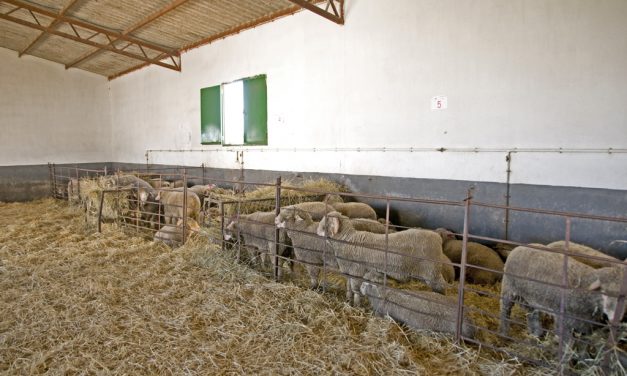 Diputación saca a licitación 180 cabezas de oveja de la raza Merino Precoz