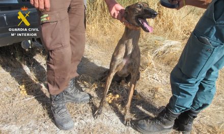 Investigados diez furtivos por cazar liebres con galgos en Extremadura
