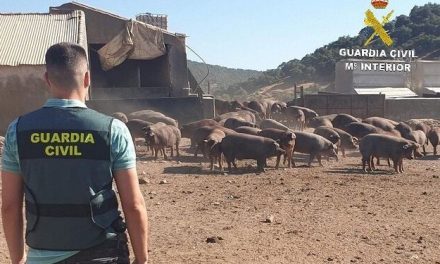 La Guardia Civil de Plasencia investiga la muerte a tiros de dos cerdos en una finca