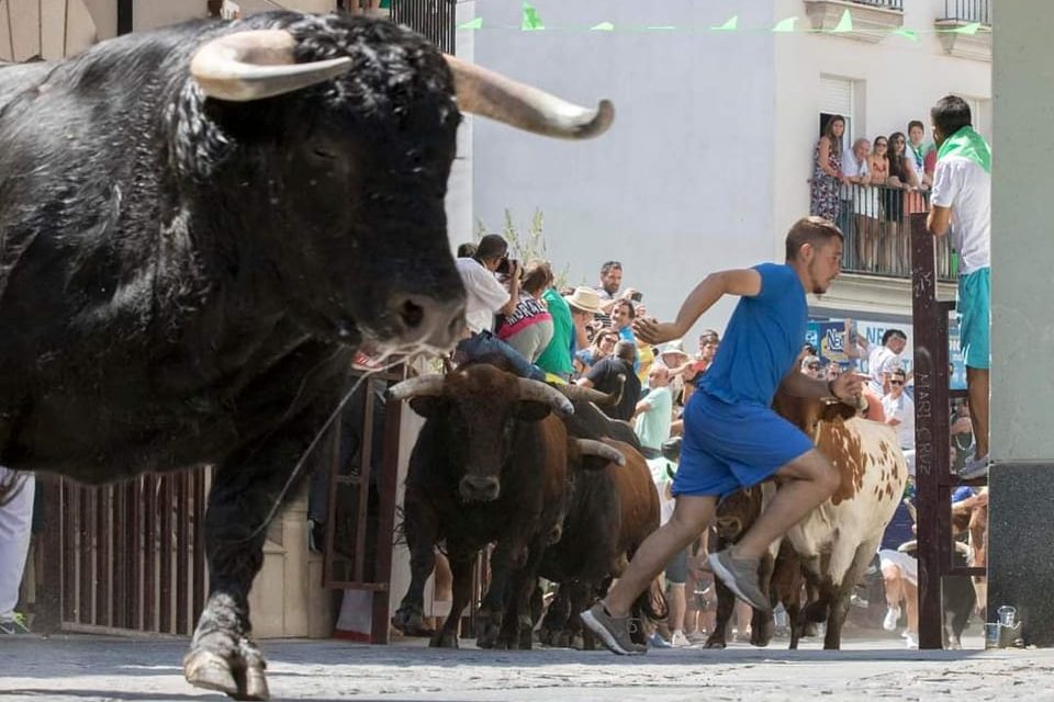 La Feria Internacional del Toro de Coria abre sus puertas a los encierros taurinos de Moraleja
