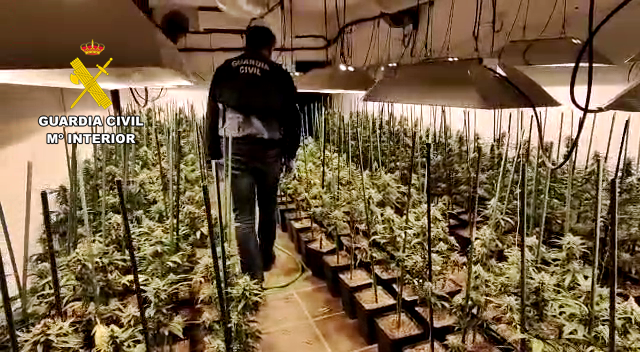 Desmantelada una plantación de marihuana con 327 plantas en un garaje, acondicionadas para su cultivo y desarrollo