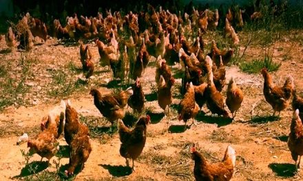 Una granja de gallinas camperas se convierte en nuevo Proyecto Empresarial de Interés Autonómio