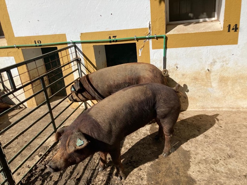 El Centro de Reproducción Animal de la Junta de Extremadura adjudica 21 machos de porcino de raza Duroc por 22.000 euros