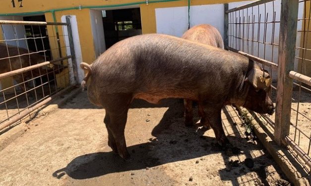 El Censyra subastará en junio 28 machos de ganado porcino raza Duroc