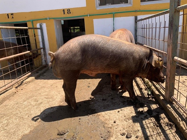El Censyra subastará en junio 28 machos de ganado porcino raza Duroc