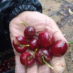 UPA-UCE advierte de la “catástrofe” ocasionada por las lluvias en el cultivo de la cereza en todo el norte de Cáceres